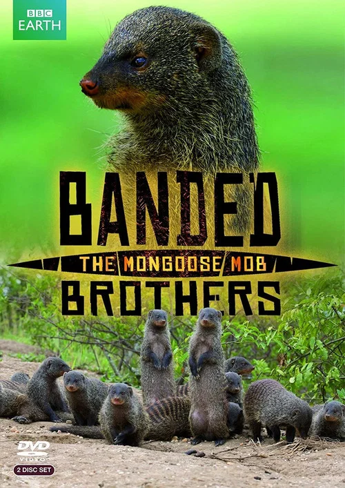 ดูซีรี่ย์ออนไลน์ฟรี The Mongoose ซับไทย ดูซีรี่ย์ออนไลน์ฟรี The Mongoose ซับไทย